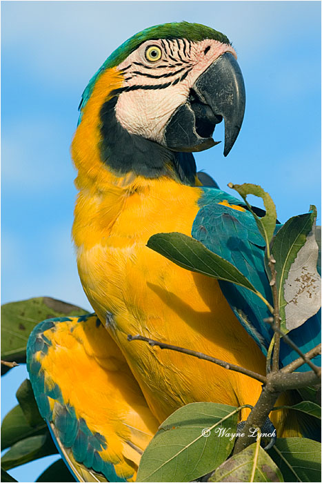 Blue & Yellow Macaw, Brazil 101 by Dr. Wayne Lynch &copy;